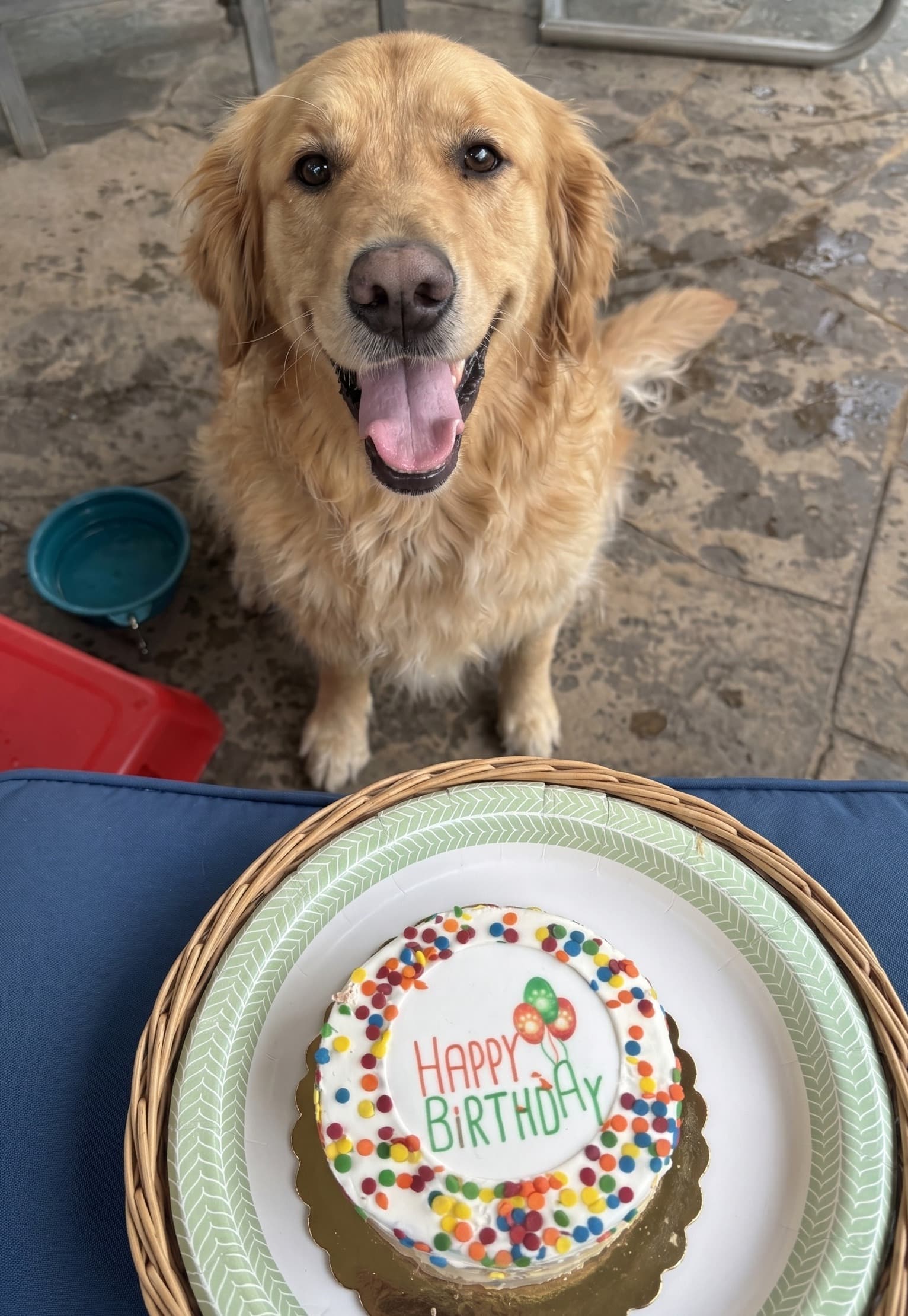 Professional dog trainer working with a golden retriever